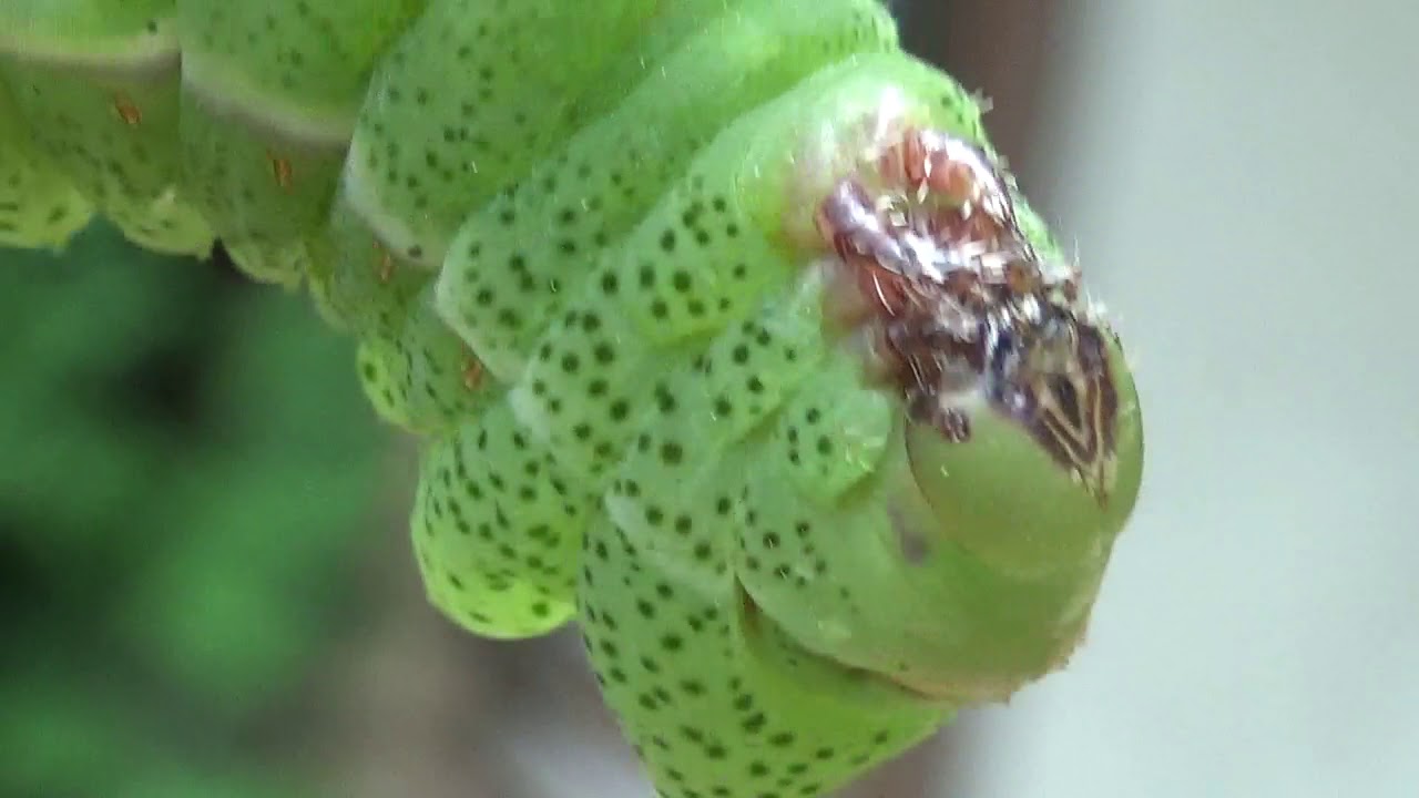 Spotted cutie: Caterpillar of Lobobunaea (phaedusa) christyi