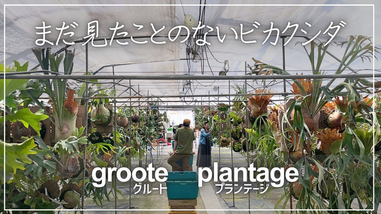 夢のビカクシダ農園「groote plantage」温室　見学ツアー