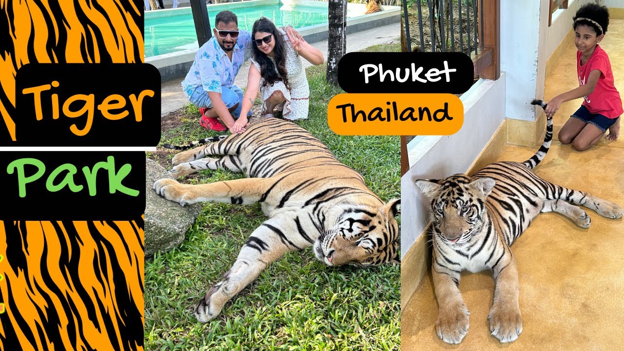 Играем с самыми большими и самыми маленькими тиграми в Tiger Park Phuket | Чем заняться на Пхукет...