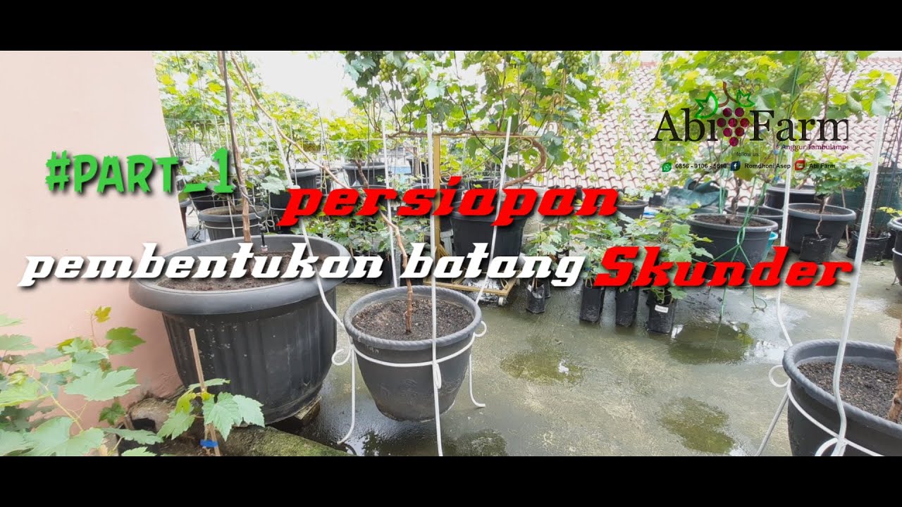 #part1_persiapan pembentuakan batang skunder, setelah batang sebesar pensil