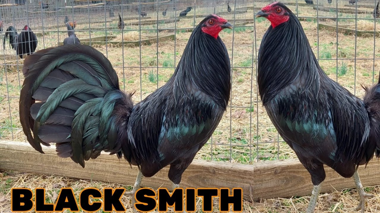 Black Robby Smith Farm 🇺🇸 Feeding Time Free Range Shape Chicken Coop Outdoor Breeding Pens