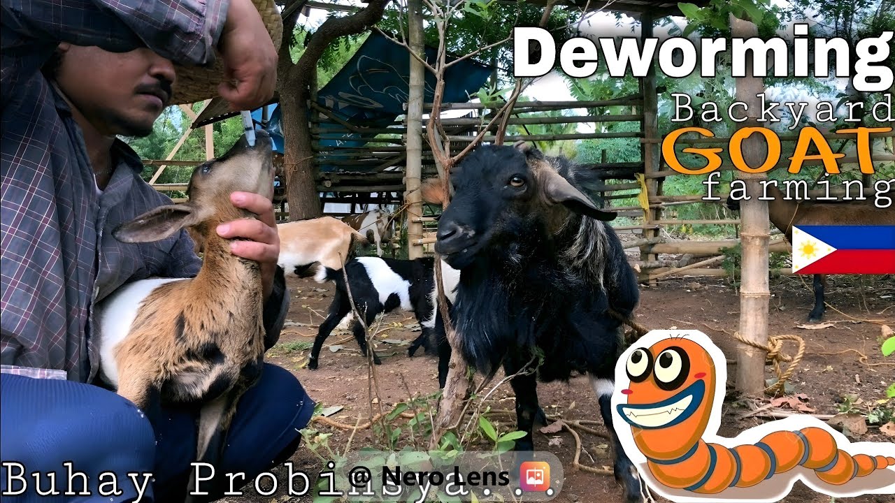 PAANO MAG PURGA NG ALAGANG KAMBING sa simpleng paraan | DEWORMING | Buhay Probinsya | ron revilla