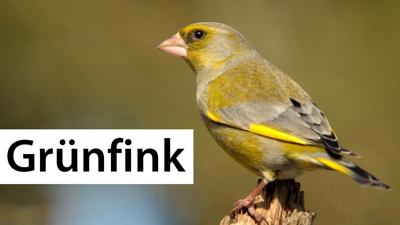 V&ouml;gel erkennen: Der Gr&uuml;nfink | Wildvogelverzeichnis