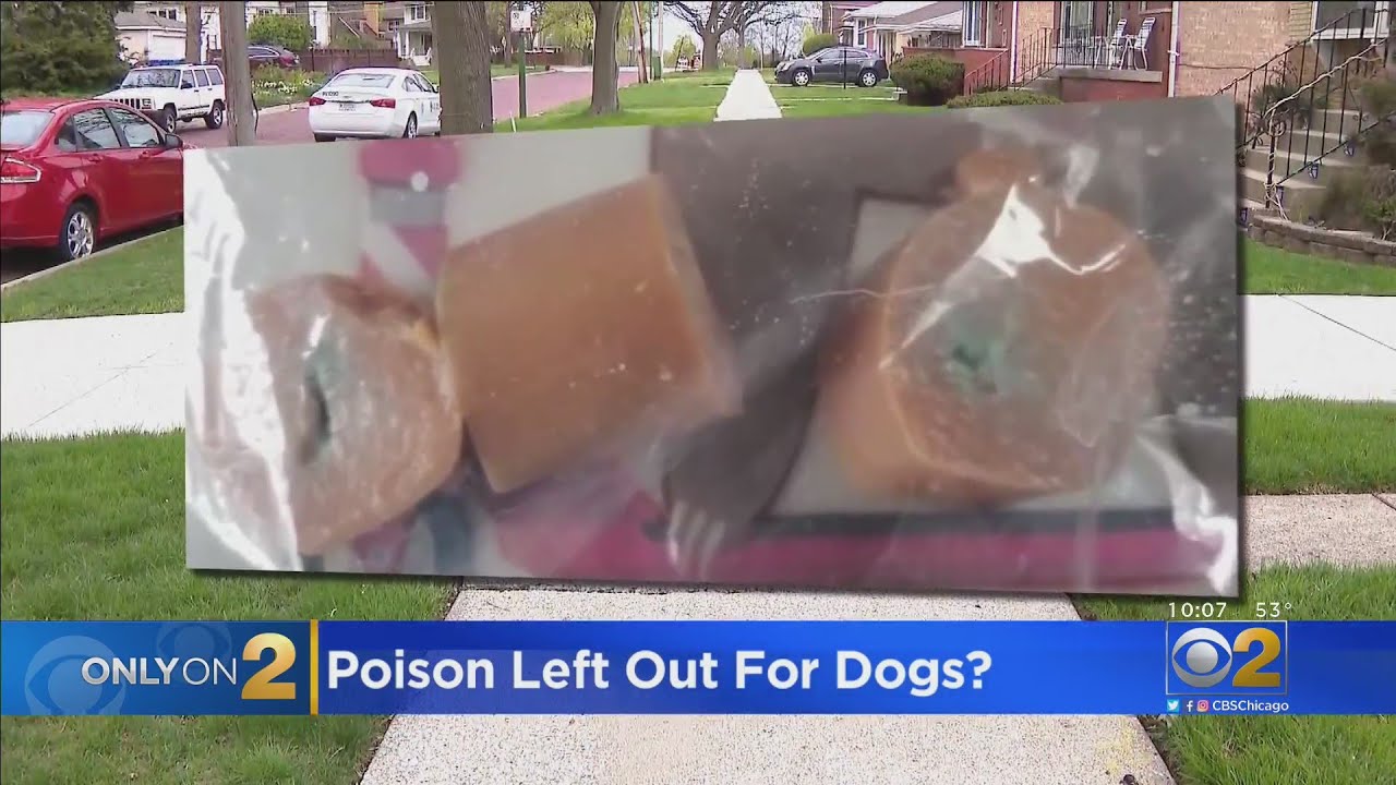 Morgan Park Neighbors Say Woman Put Poison-Laced Hot Dogs On Lawn For Dogs