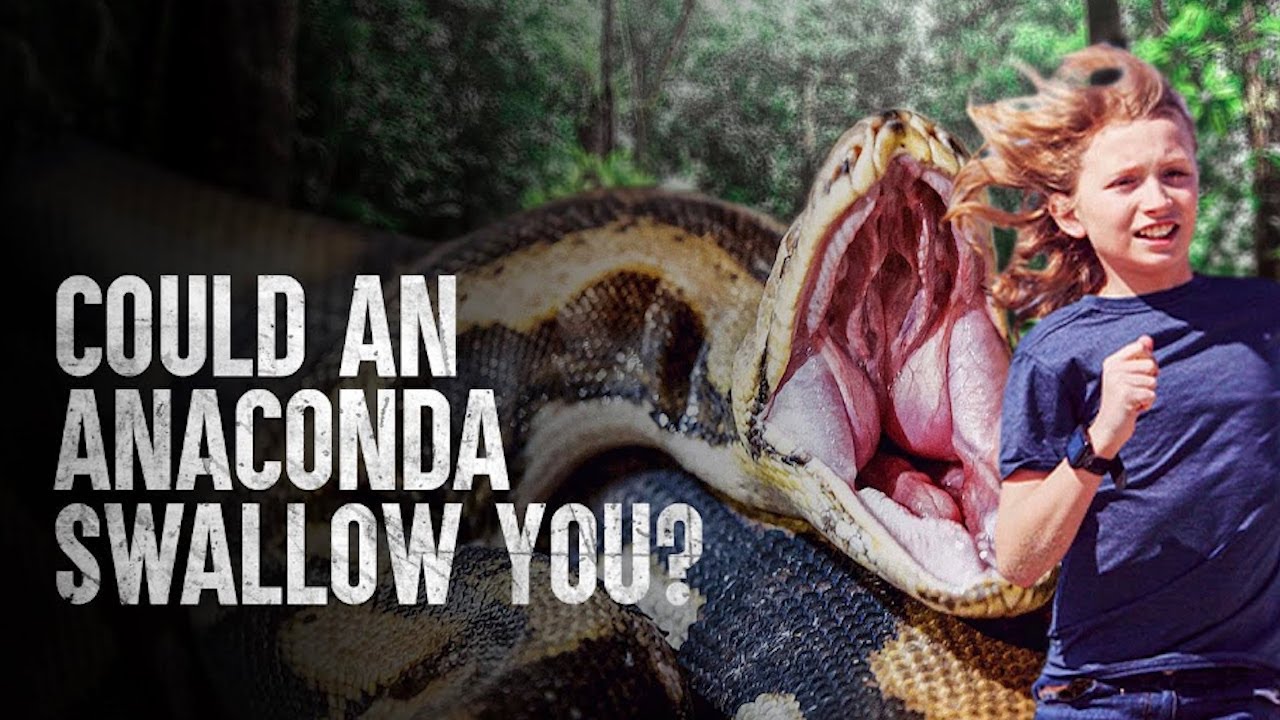 HOW TO SURVIVE BEING SWALLOWED BY AN ANACONDA