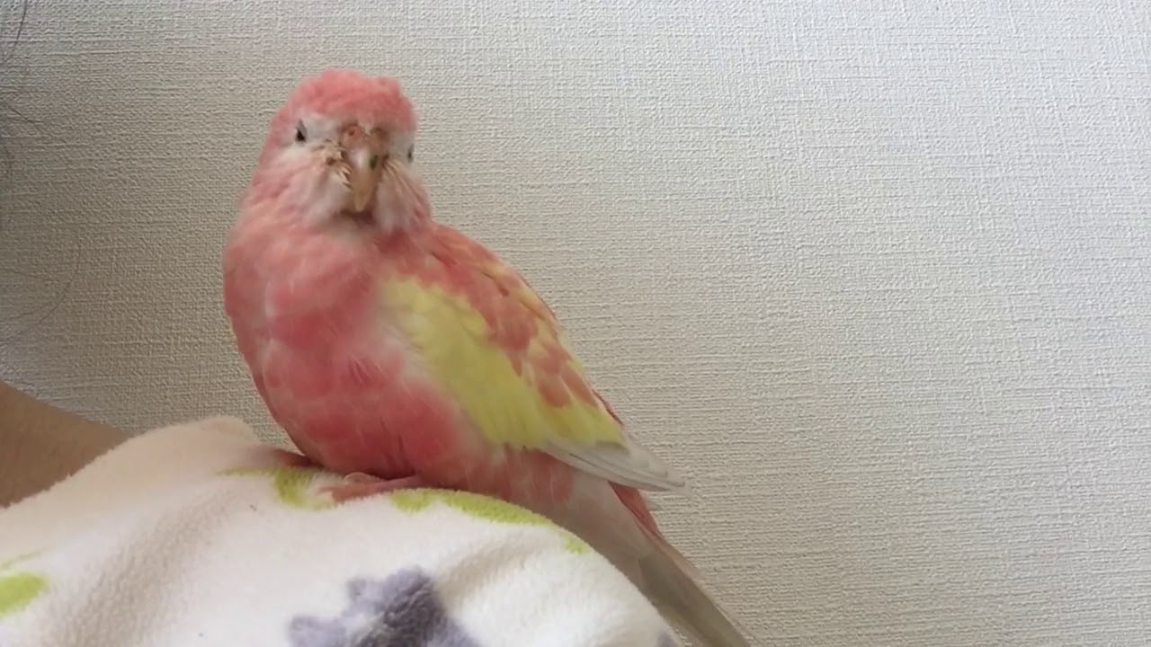 アキクサインコ・ももた 鳴き声の練習