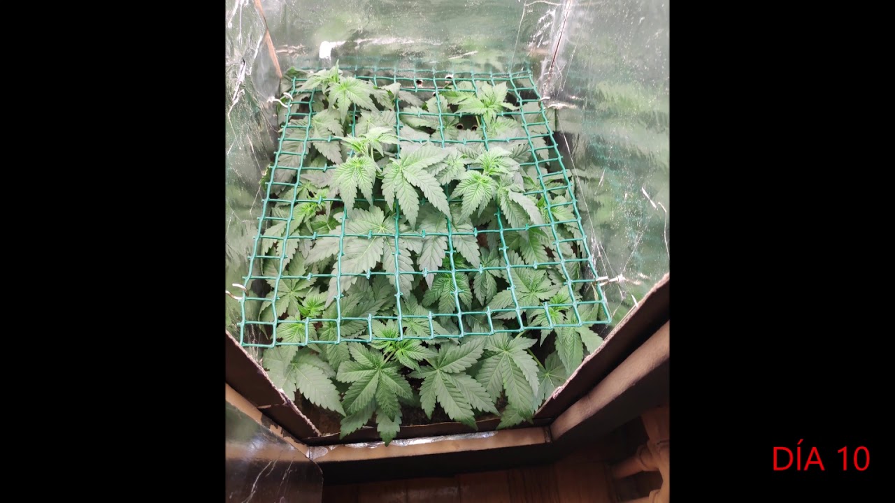 SEGUIMIENTO CRITICAL WIDOW INTERIOR / CRITICAL WIDOW INDOOR TIMELAPSE