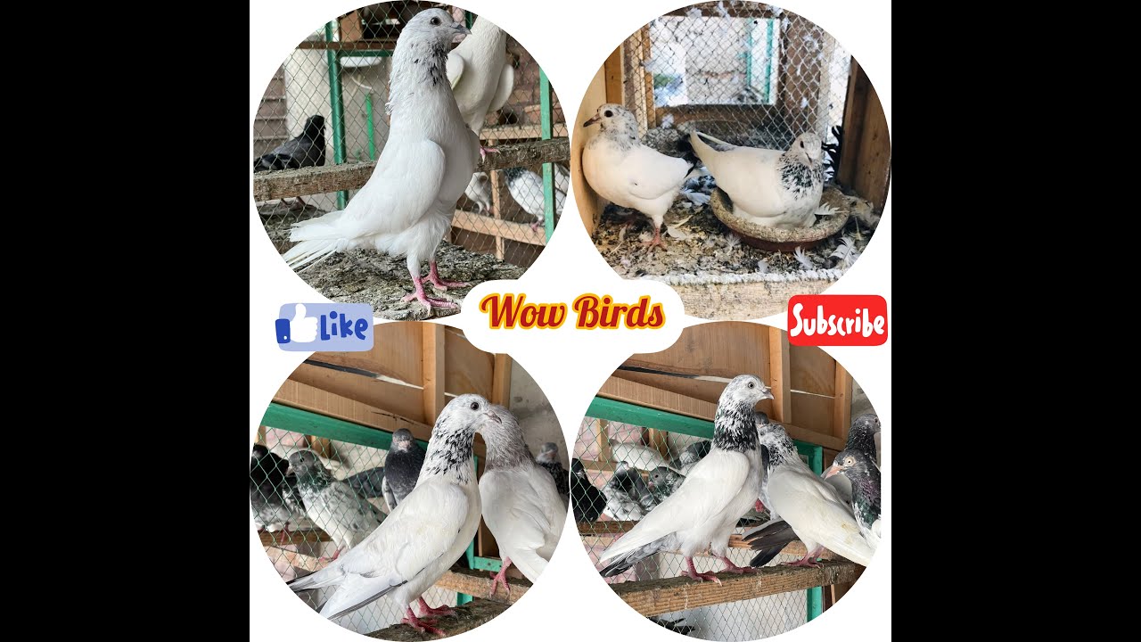 Jonsiry Kabootar | Jaan Sahib wale Kabootar | France Kabootar | Wow Birds