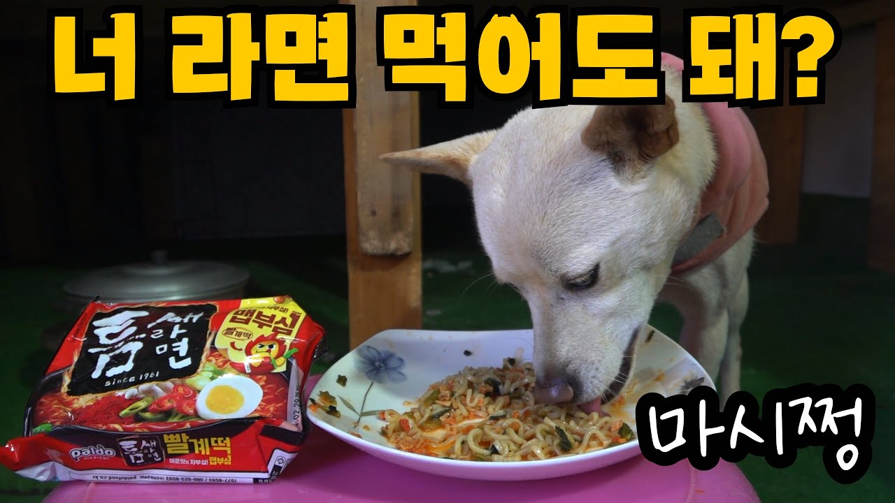 요새 별 희한한 게 다 나오네 강아지들한테 라면 끓여줬더니…무인도그 육지편EP-8