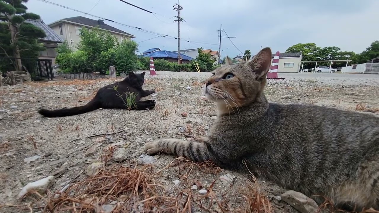 2025 08 27 さくら猫・地域猫⑨ みゅうちゃん、ララちゃん、ボス、ミライちゃん