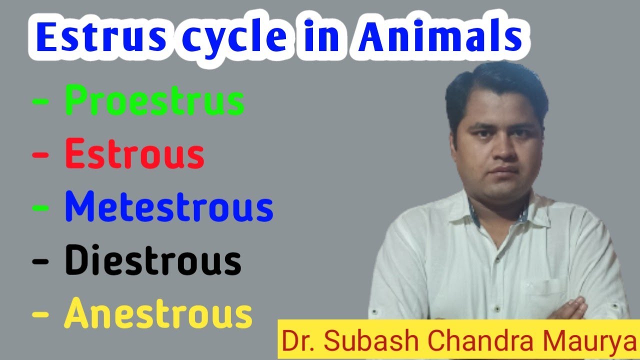 Estrous cycle in animals/ Veterinary Gynecology#Crazyvetclasses#vo #ldoexam