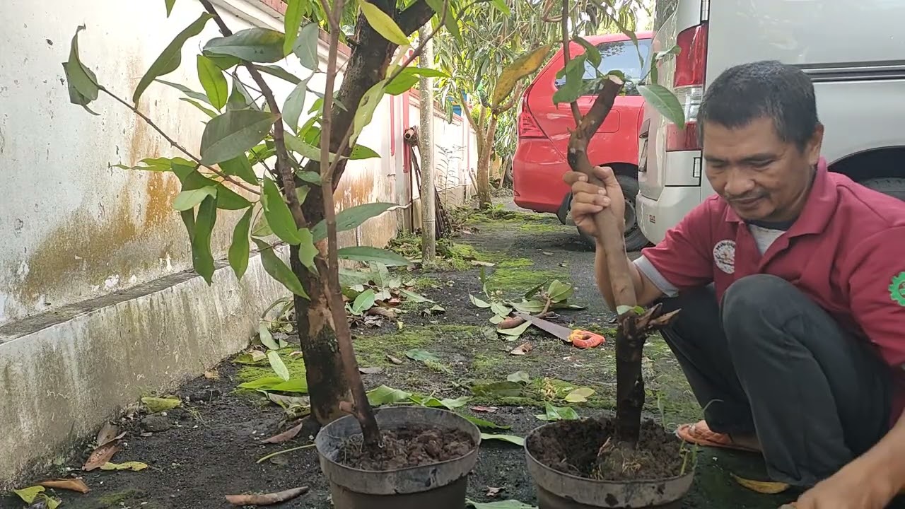 Tanam di pot setelah dipotong dari cangkokan | Proses tanam cangkokkan pohon jambu air