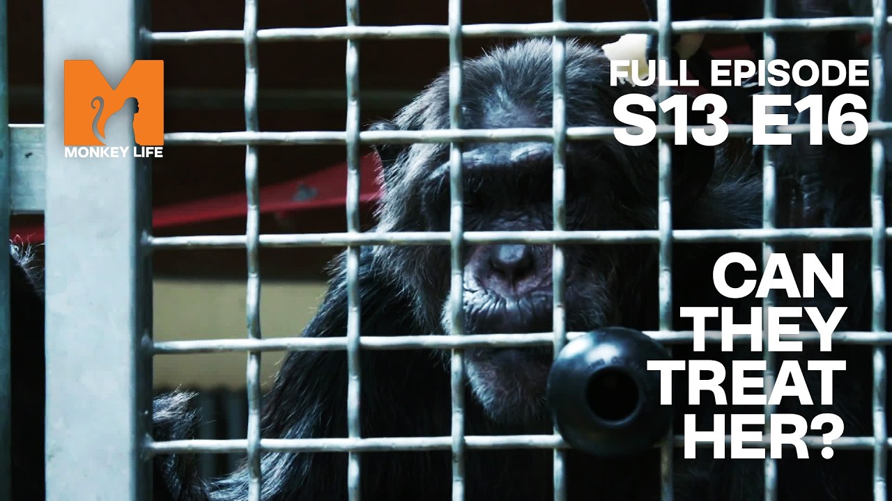 Kalu's Diabetes Spirals | Monkey Life Season 13 EP 16 | Monkey Life