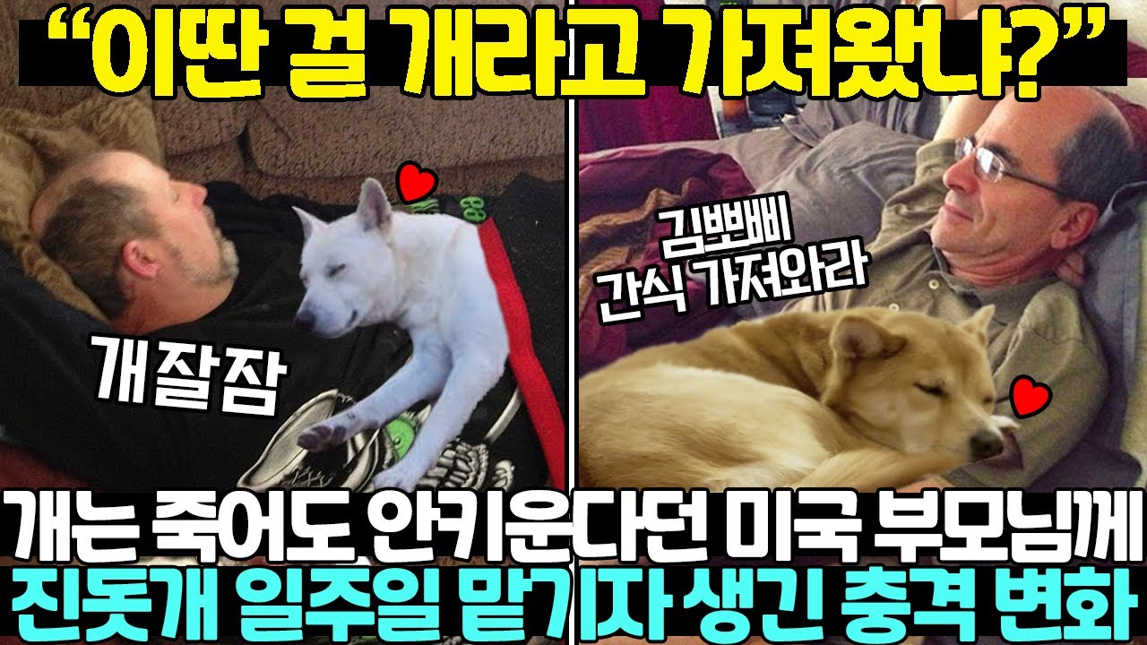미국 중년들이 개는 죽어도 싫다더니 진돗개 입양 후 180도 인생 변한 상황