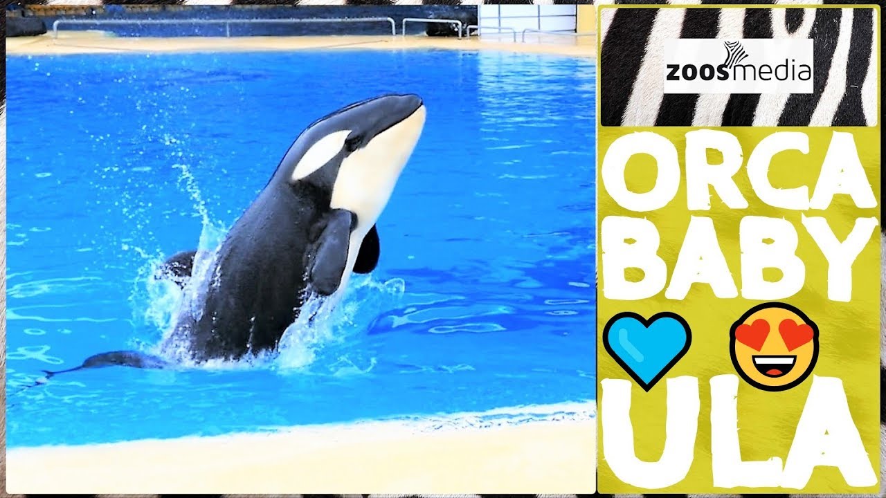 Loro Parque: ORCA BABY ULA erkundet Orca Ocean 😍 | zoos.media
