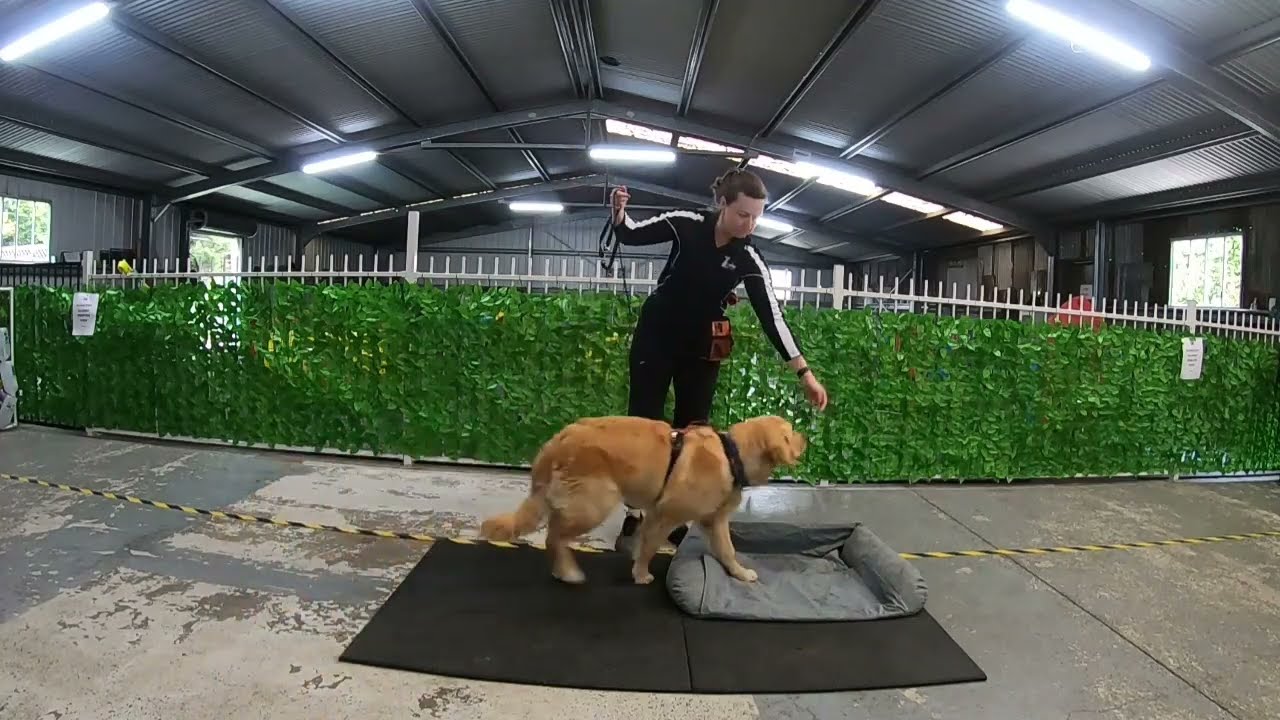 Blue 9 Balance Harness