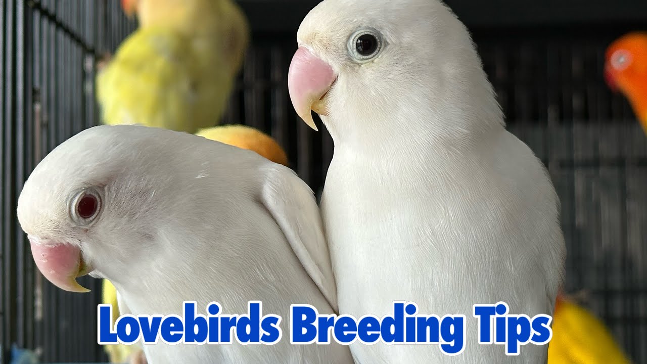 Lovebirds Breeding Tips || Why Lovebirds not laying Eggs 🥚