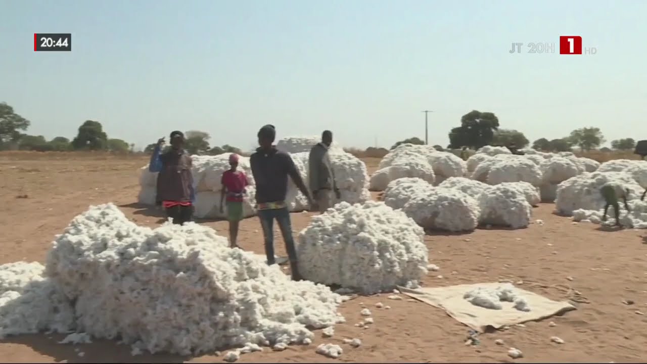 TAMBACOUNDA : La filière coton s’impose comme un levier de croissance économique