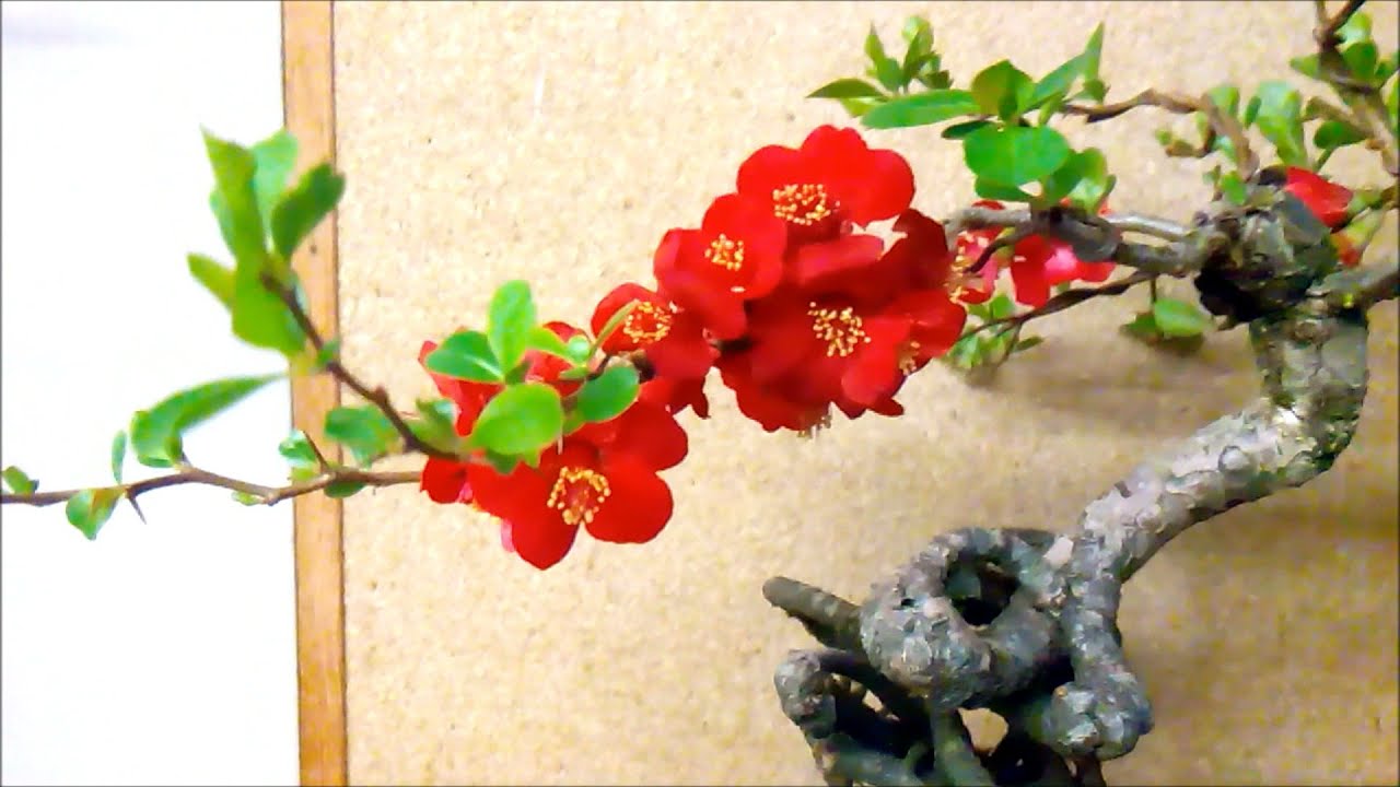 Japanese Flowering Quince Bonsai In Bloom & Twin Trunk Larch