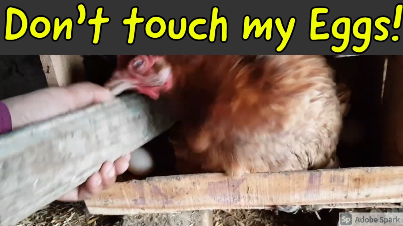 Angry broody hen defending her eggs and attacking | hen attacking | murgi ne hamla krdia