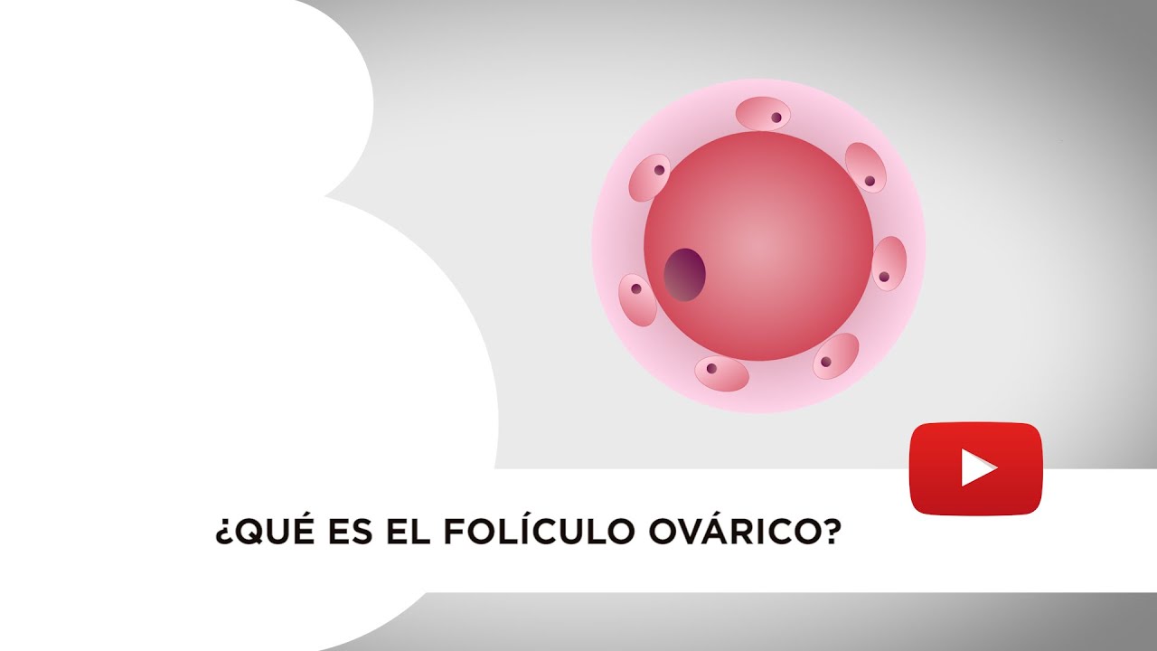 Qué es el folículo ovárico. Cuál es su función y cómo se comporta