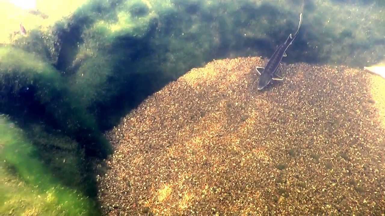 Gartenteich mit  Lepomis marginatus ( Dollar Sonnenbarsch) und Sterlet