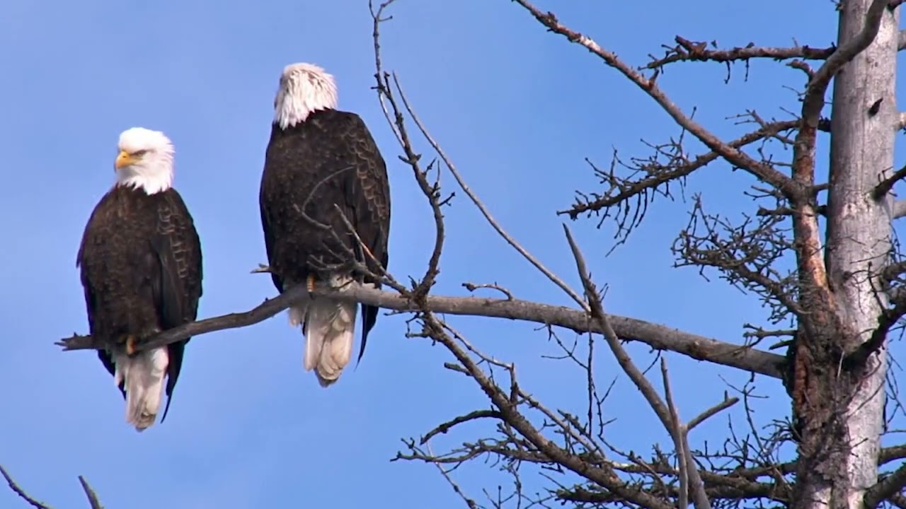 Wild Eagles