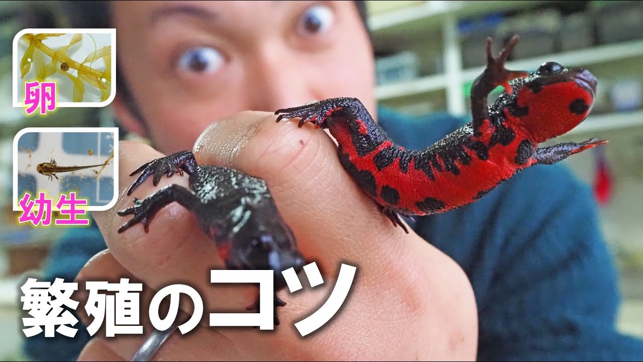 アカハライモリ！繁殖のコツ