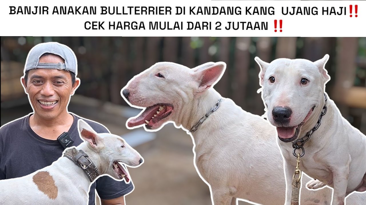 BANJIR ANAKAN BULLTERRIER DI KANDANG KANG  UJANG HAJI MAJALAYA ‼️ CEK HARGA MULAI DARI 2 JUTAAN ‼️