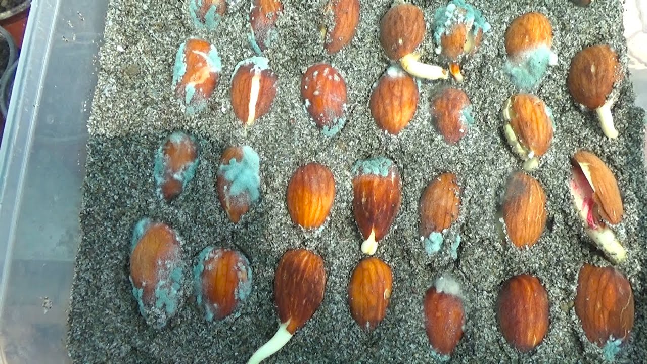 How to Grow Almonds From Seed | Almond Seed Germination Time | How Do I Germinate Almonds