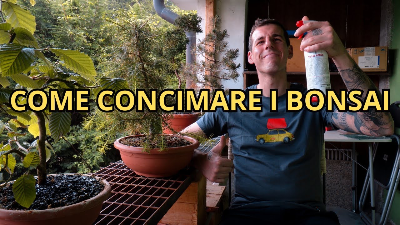 Come concimare i bonsai con i 