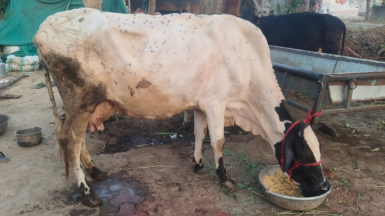 8 + દૂધ . વેતર 3 ,નીચે રેલો  /ભાવ 45,000 📍ચરાડા 8980831963#dairyfarming #milk #cowfarm 