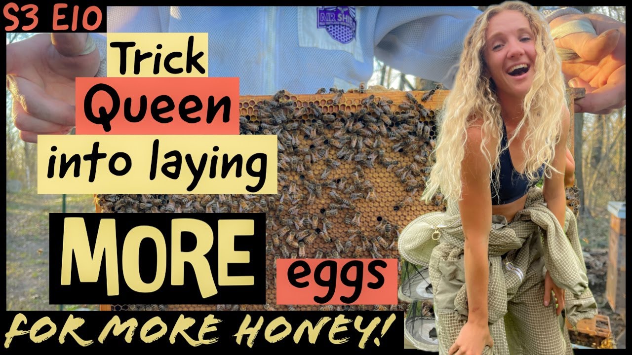 More EGGS = More HONEY?? Beekeeping 101 #beekeeping