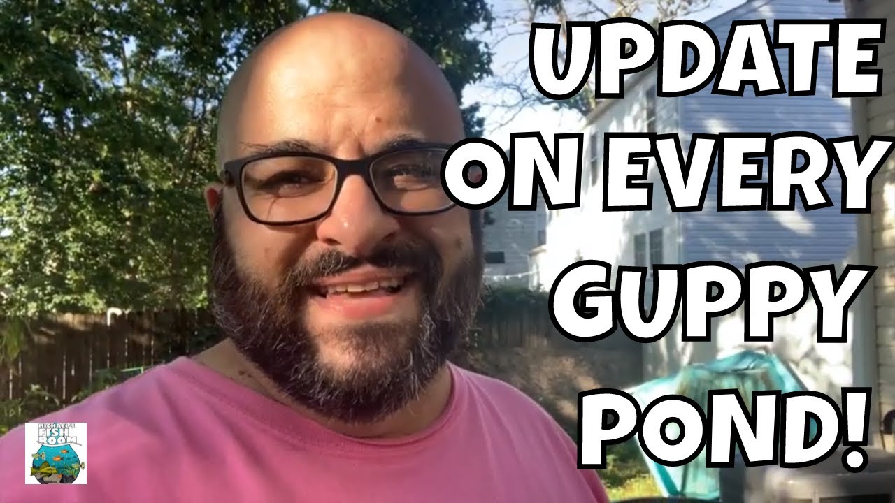 MASSIVE GUPPY POND UPDATE!