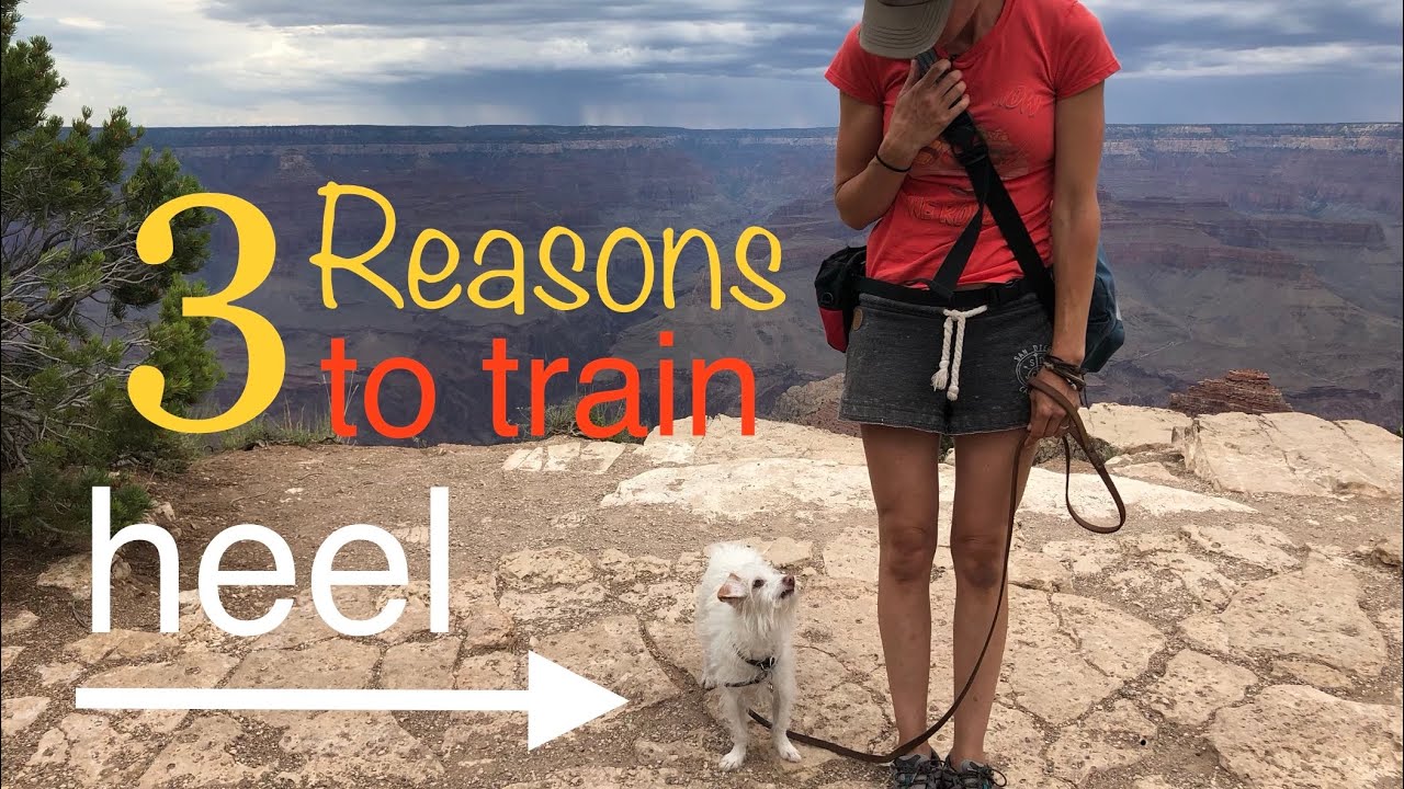 3 Reasons to Train a Dog to Heel