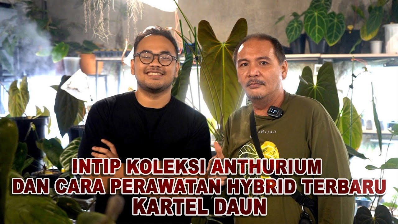 Intip Koleksi Anthurium dan Cara Perawatan Hybrid Terbaru | Kartel Daun