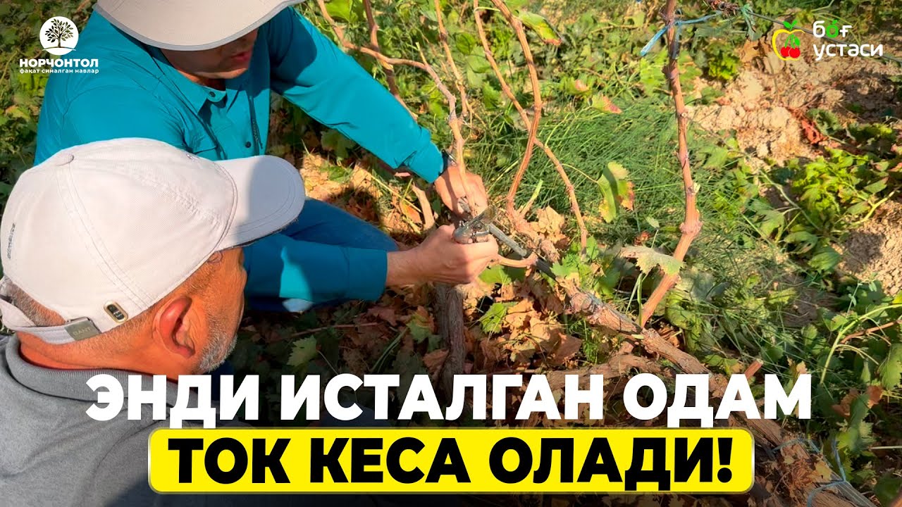 УЗУМНИ ЯНГИЧА УСУЛЛАРДА КЕСДИК! | ШУҲРАТ АБРОРОВ #shuhratabrorov #uzum #uzumchilik #kesish #shakl