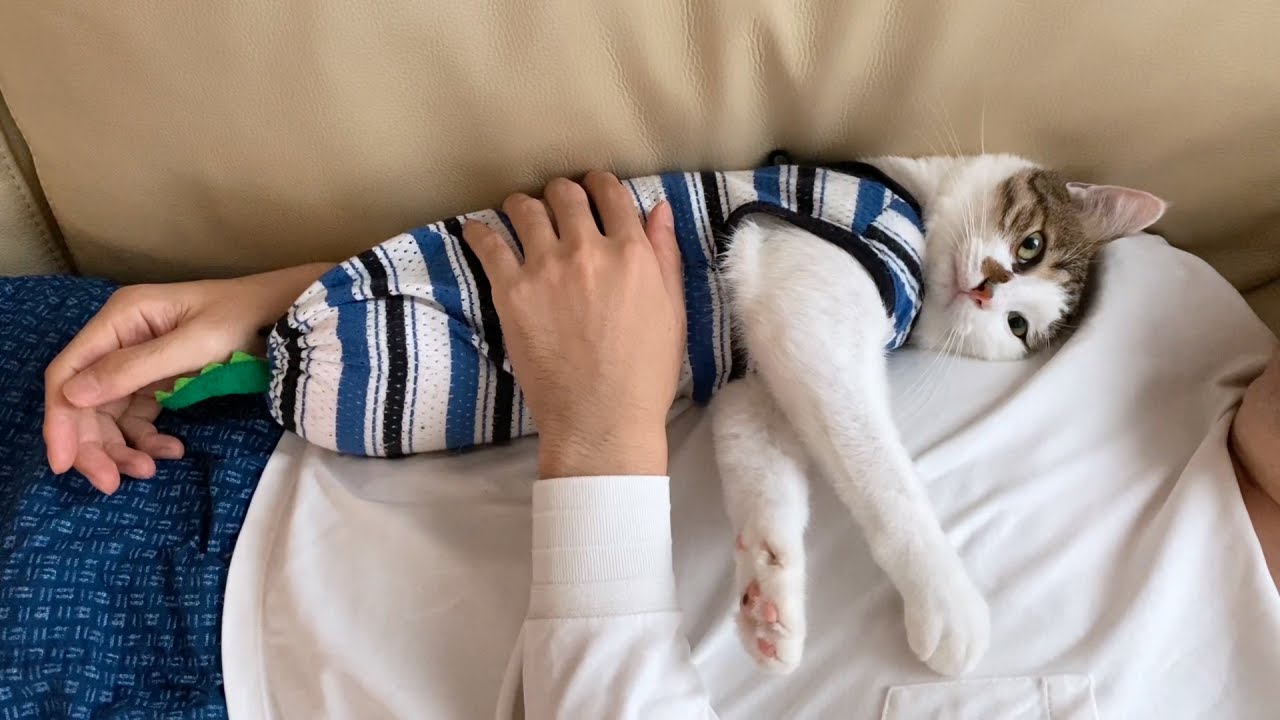 休日のパパにくっついてうっとり映画鑑賞する猫