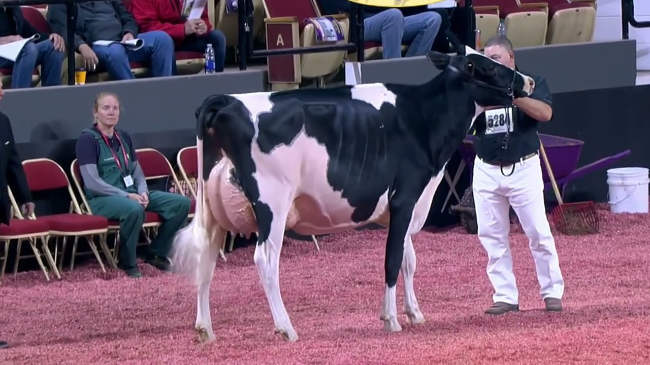 LOT 4 - Newhope Kingdrop Matter