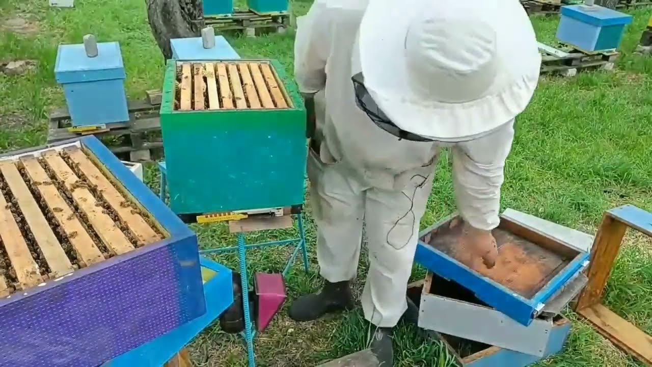 إرشادات عن نصف العاسلة مع الكثافة النحلية الممتاز