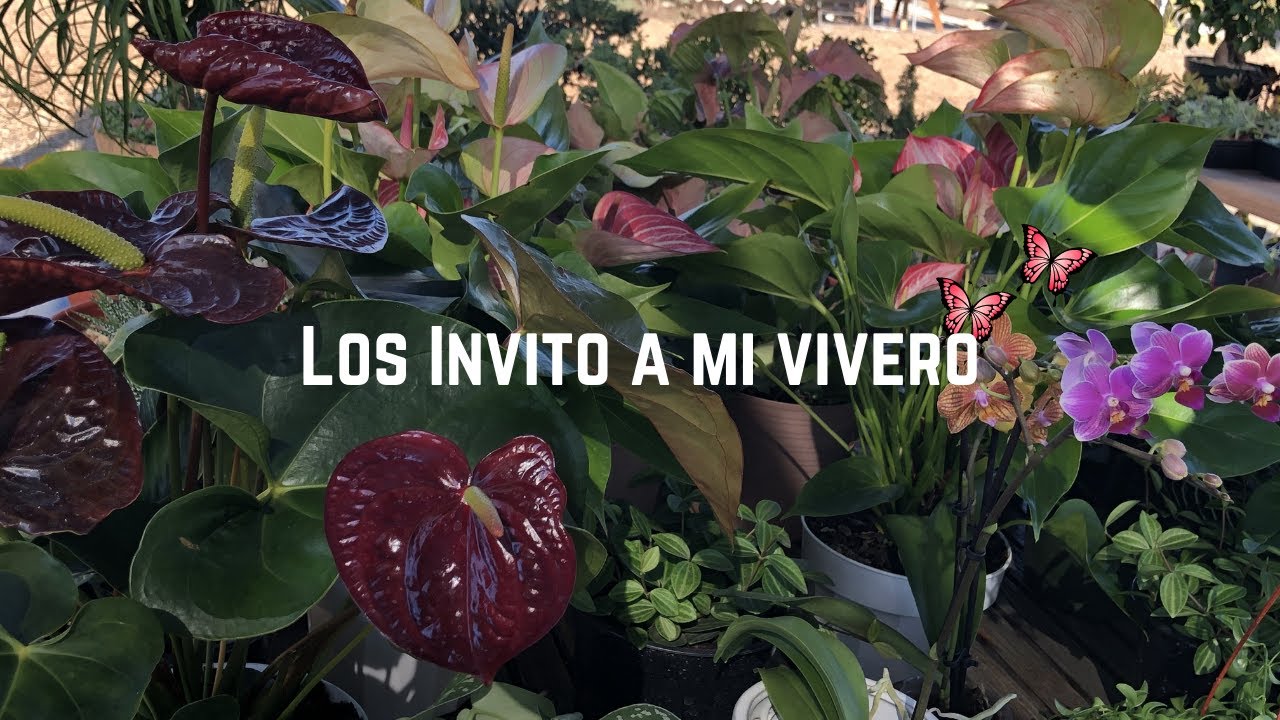 Los invito a mi Vivero