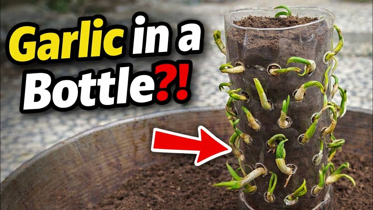 Growing Garlic in a Plastic Bottle! Simple Home Gardening Idea