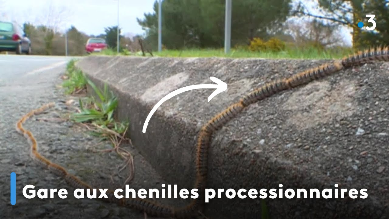 Gare aux chenilles processionnaires