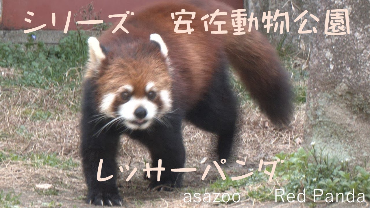 【広島】シリーズ－広島市安佐動物公園－10. レッサーパンダ