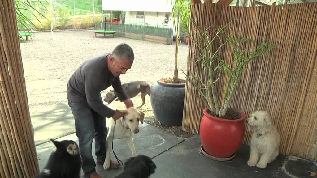 Cesar Millan Explains: Aggression During Feeding