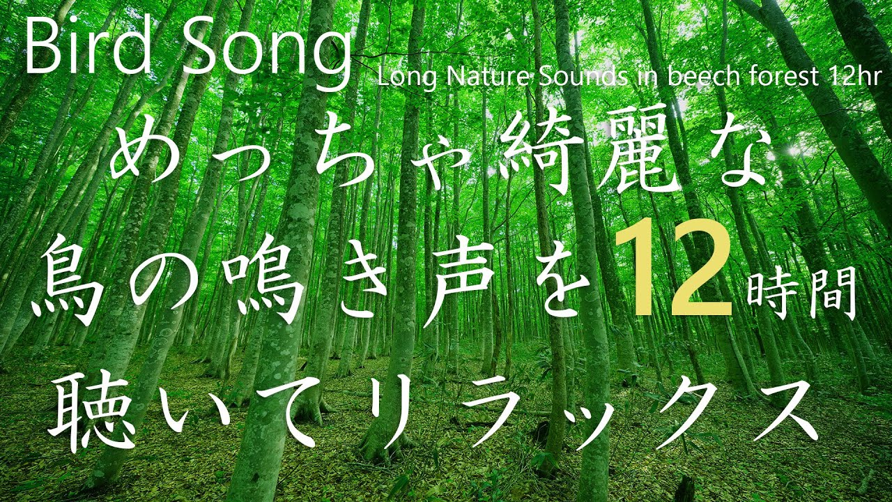 【めっちゃ綺麗な鳥のさえずり 自然音12時間】 nature sounds 12hr鳥の鳴き声はブナ林に響き渡ります。Bird songで 作業/集中/睡眠/リラックス