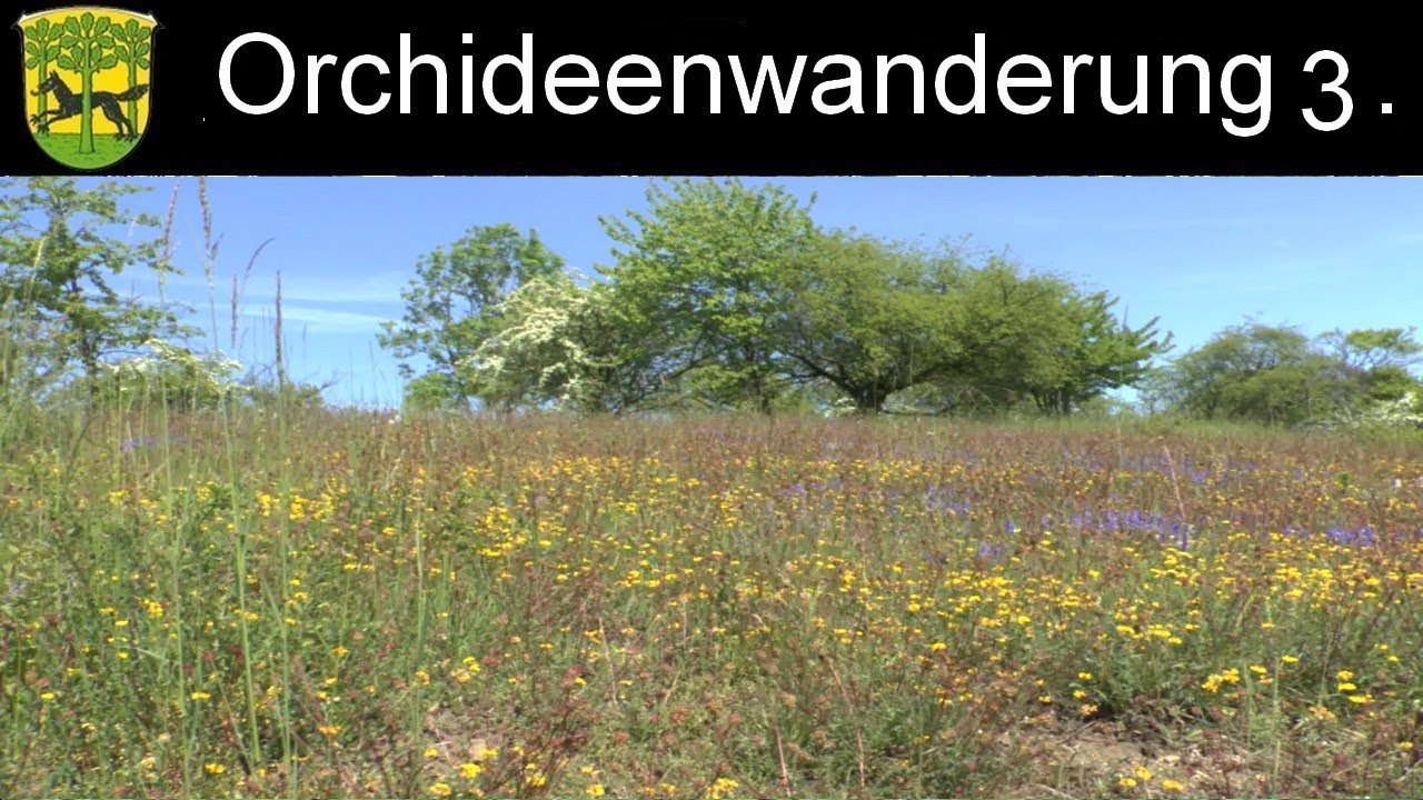 Orchideenwanderung Teil 3.