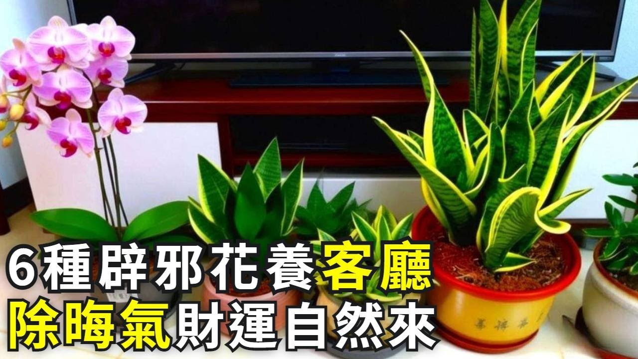 家裡千萬別亂養花！客廳就放這6盆‘辟邪植物’，除晦招財不是迷信！|花花世界