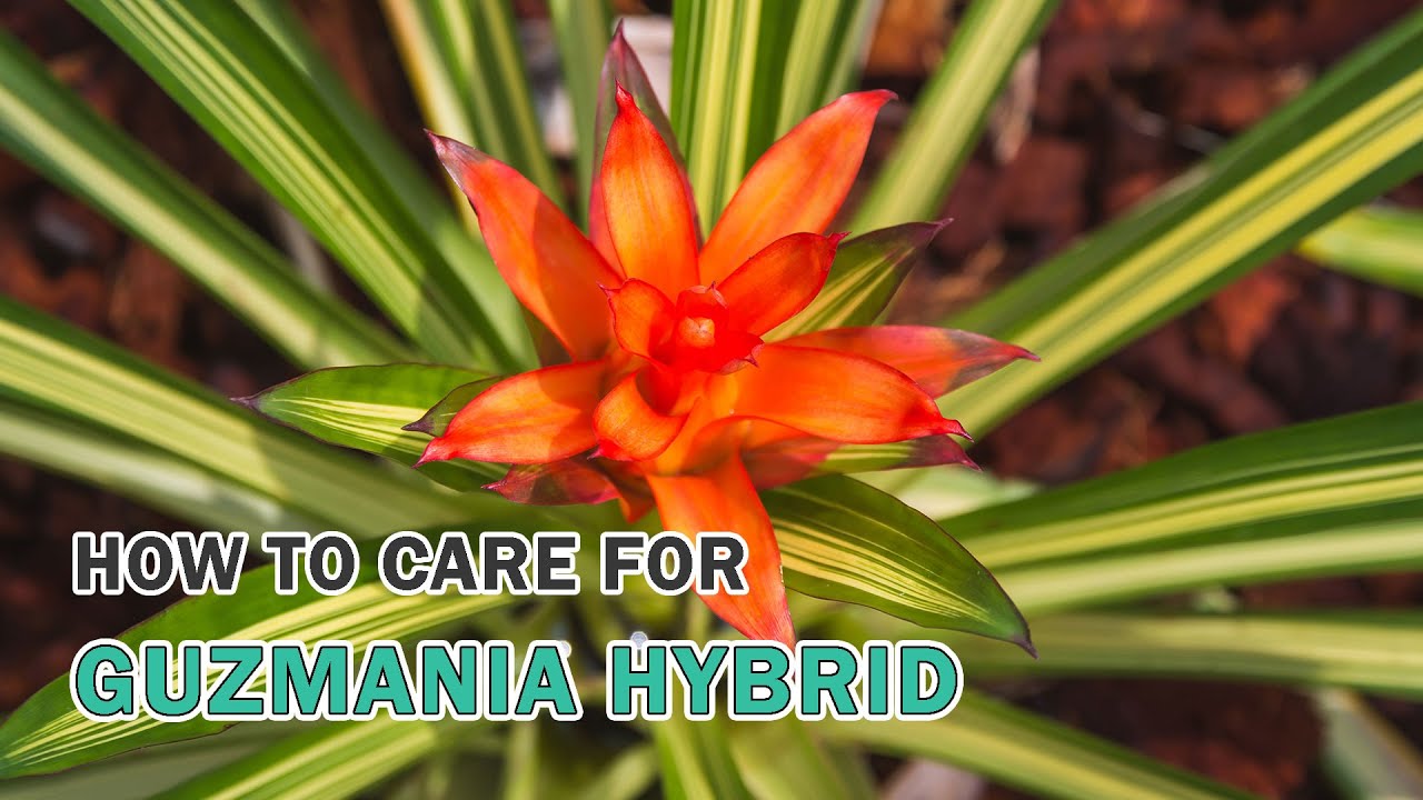How to care for Guzmania Hybrid