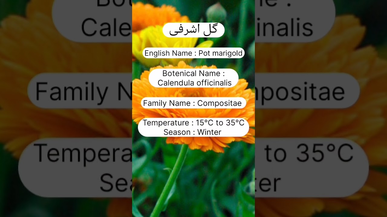 A study review of pot marigold, Seasonal flowers, horticulture.
